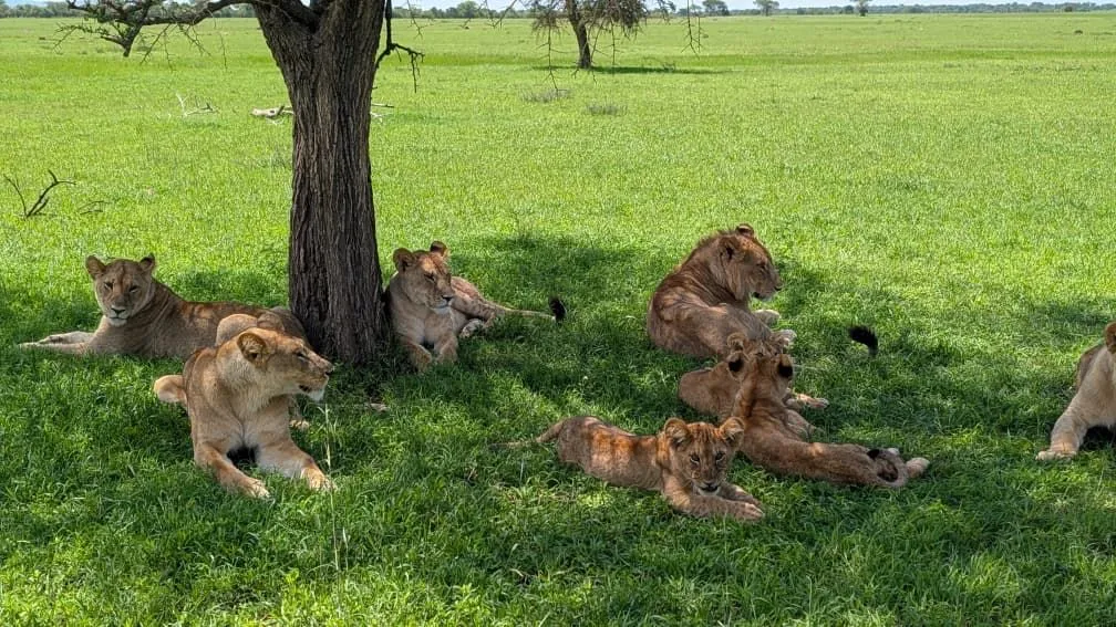 Kenya Safari Tour Package 6 Days – 8–13 December 2026