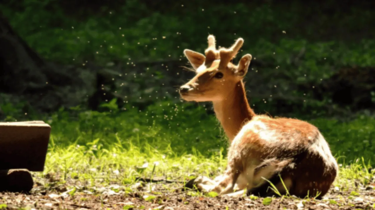 Al Ain Zoo, Abu Dhabi