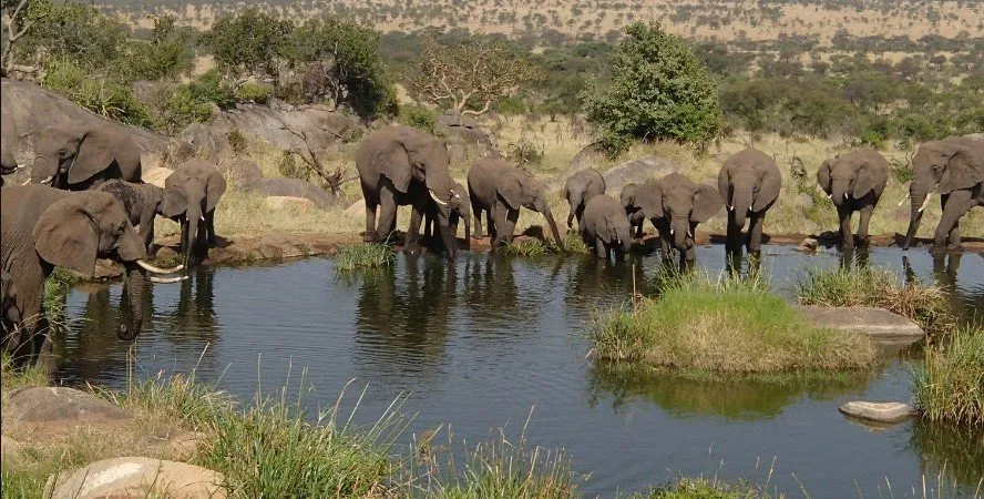 The Northern Majesty: A Signature Bush Safari