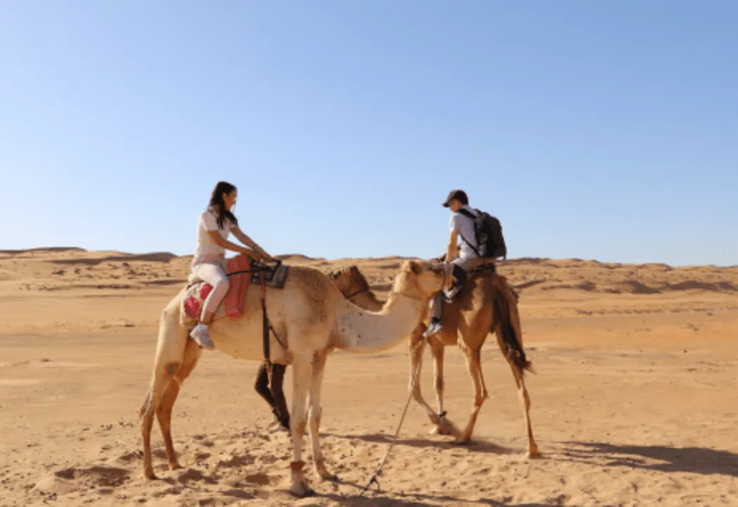 Camel Trekking in Abu Dhabi