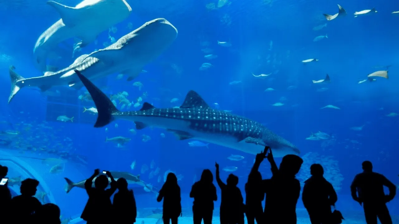 Dubai Aquarium and Underwater Zoo