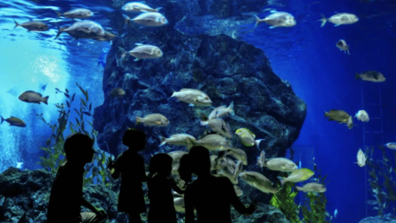 The National Aquarium Abu Dhabi